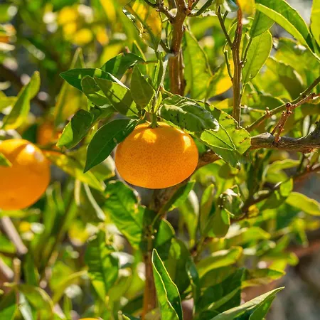 With A Fireplace 07 Vakantiehuis *